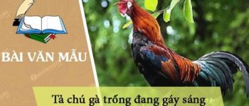 Tả chú gà trống đang gáy sáng