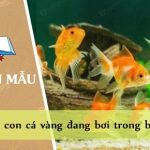 Tả con cá vàng đang bơi trong bể cá