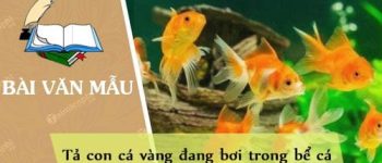 Tả con cá vàng đang bơi trong bể cá