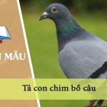 Tả con chim bồ câu