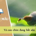 Tả con chim đang bắt sâu