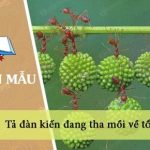 Tả đàn kiến đang tha mồi về tổ