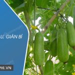 Tả giàn bầu, giàn bí