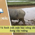 Tả hình ảnh một bác nông dân đang cày ruộng