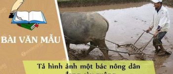 Tả hình ảnh một bác nông dân đang cày ruộng