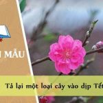 Tả lại một loại cây vào dịp Tết