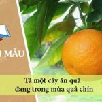 Tả một cây ăn quả đang trong mùa quả chín