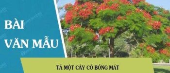 Tả một cây có bóng mát