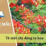 Tả một cây đang ra hoa