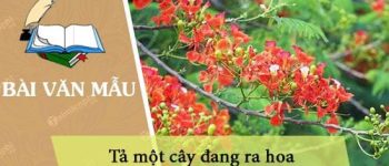 Tả một cây đang ra hoa