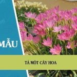 Tả một cây hoa