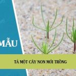 Tả một cây non mới trồng đạt điểm cao