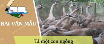 Tả một con ngỗng