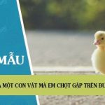 Tả một con vật mà em chợt gặp trên đường