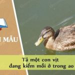 Tả một con vịt đang kiếm mồi ở trong ao