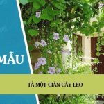 Tả một giàn cây leo