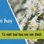 Tả một loài hoa mà em thích