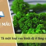 Tả một loại rau bình dị ở làng quê