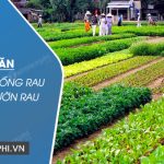 Tả một luống rau hoặc vườn rau