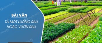 Tả một luống rau hoặc vườn rau