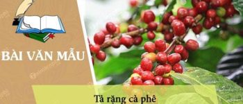 Tả rặng cà phê