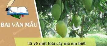 Tả về một loài cây mà em biết