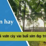 Tả vườn cây vào buổi sớm đẹp trời