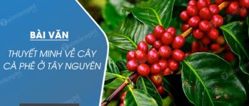 Thuyết minh về cây cà phê ở Tây Nguyên