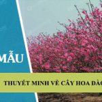 Thuyết minh về cây hoa đào