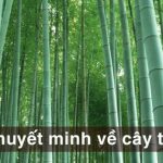 Thuyết minh về cây tre Việt Nam hay nhất (25 Mẫu)