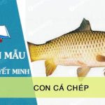 Thuyết minh về con cá chép