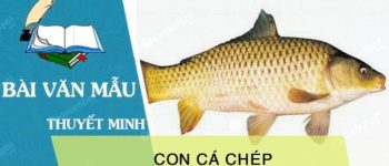 Thuyết minh về con cá chép