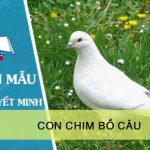 Thuyết minh về con chim bồ câu