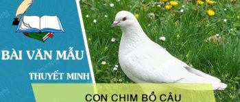 Thuyết minh về con chim bồ câu