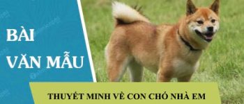 Thuyết minh về con chó nhà em