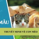 Thuyết minh về con mèo