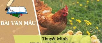 Thuyết minh về đàn gà con quê em