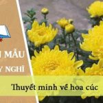 Thuyết minh về hoa cúc