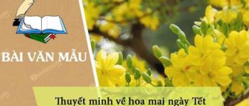 Thuyết minh về hoa mai ngày Tết