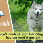 Thuyết minh về một loài động vật hay vật nuôi ở quê em