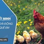 Thuyết minh về một loài động vật ở quê em