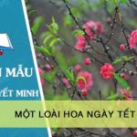 Thuyết minh về một loài hoa ngày Tết