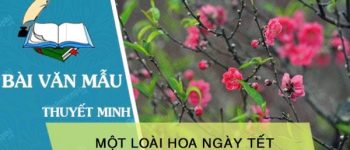 Thuyết minh về một loài hoa ngày Tết