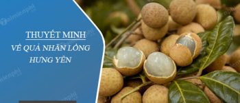 Thuyết minh về quả nhãn lồng Hưng Yên