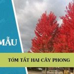 Tóm tắt Hai cây phong