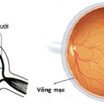 Vật Lí 9 Bài 48: Mắt – Giải bài tập SGK Vật Lí 9 Bài 48