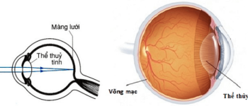 Vật Lí 9 Bài 48: Mắt – Giải bài tập SGK Vật Lí 9 Bài 48