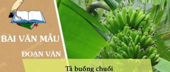 Viết đoạn văn ngắn tả buồng chuối