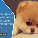 Viết đoạn văn ngắn tả con vật, trong đó có ít nhất một câu có trạng ngữ chỉ phương tiện