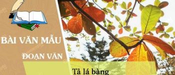 Viết đoạn văn ngắn tả lá bàng